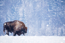 Bison In Heavy Winter And Snow. 