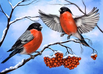 birds bullfinches on a branch of ashberry, winter, art illustration painted with watercolors