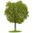 Green tree on a white background.