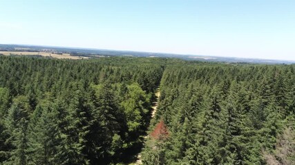 Sticker - Forêt de sapins en Bourgogne, vue aérienne