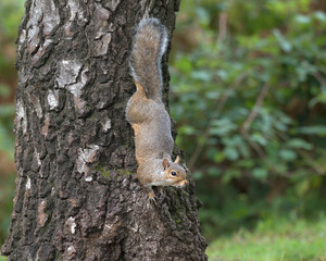 Eastern gray squirrel,Sciurus carolinensis climbing down a tree face first.