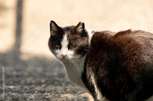 猫  アドビストックのデザイン  かべいろ.com おしゃれ壁紙 