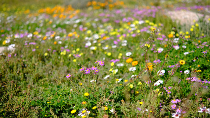 Wall Mural - Spring flowers