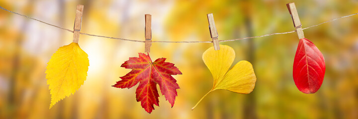 Wall Mural - four autumn leaves hanging on clothespins on a rope, fall woods paoramic background
