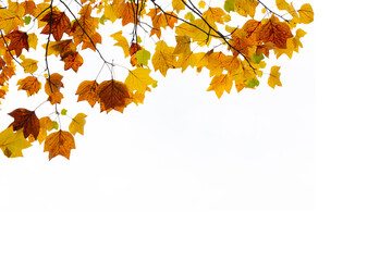 Wall Mural - colorful autumnal leaves on white with copy space. tree and branches in autumn background.