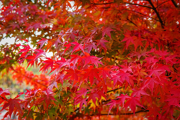 beautiful acer palmatum ( palmate maple or smooth japanese maple ) leaves. fall red maples in german