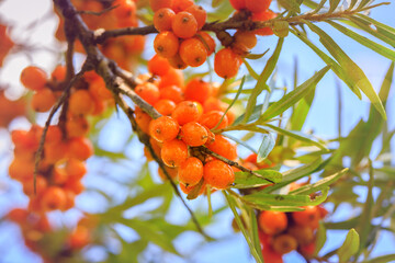 Wall Mural - Sea buckthorn berries in sunny day. Sea-buckthorn bush with yellow fruits ( Hippophae rhamnoides, Sandthorn, Sallowthorn or Seaberry ), close up. Yellow berries in garden, macro