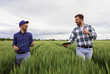 © Zoran Zeremski - Two farmers standing in green wheat field examining crop during the day.
