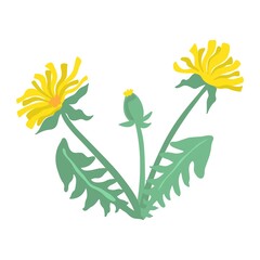 Wall Mural - Vector illustration of dandelions. Dandelion plant leaves and flowers isolated on white background.