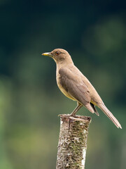 Wall Mural - Wildlife photo of a Clay-colored Thrush (Turdus grayi), standing on a post, Costa Rica