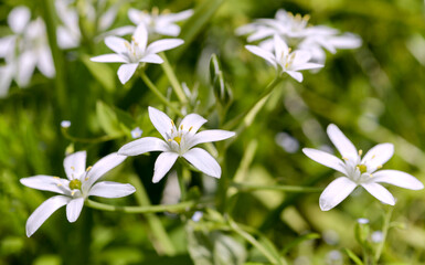 Wall Mural - small white wild flowersin spring