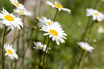 Wall Mural - field of white chamomile