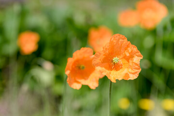 Wall Mural - wild orange poppy flower