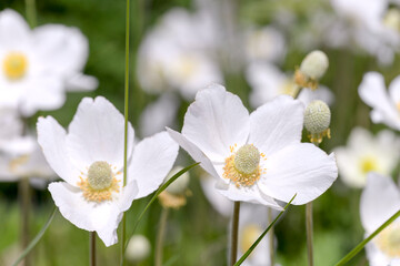 Wall Mural - white anemone flowers