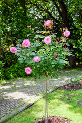 Wall Mural - Roses bush in garden