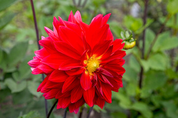 Wall Mural - red dahlia flower in the garden