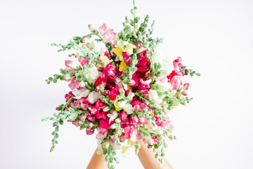 Wall Mural - beautiful flowers composition. female hand holding colorful snapdragon flowers bouquet on white back