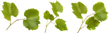 Green Vine Leaves On White Background. Set, Collection