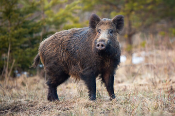Wall Mural - wild boar, sus scrofa, standing on meadow in wintertime nature. brown swine observing from glade wit