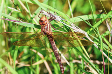 A Large Dragonfly Rests On A Branch Outside As A Spider Approaches