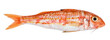 Red mullet isolated on white background. Fresh fish