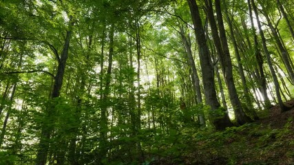 Aufkleber - Beautifull sunrise in the forest. Gimbal shot of warm sunbeams illuminating tree trunks and shrubs. Mountain forest with the trees growing on hills. High quality 4K shot