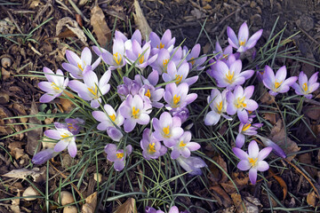 Sticker - Woodland crocus (Crocus tomassinianus). Called Early crocus, Tommasinis crocus and Tommies also