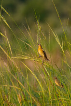 Bobolink Birds Perched In Marsh Grass