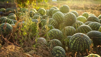 Poster - A pile of watermelons in the field at sunset
