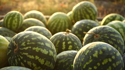 Poster - A pile of watermelons in the field at sunset