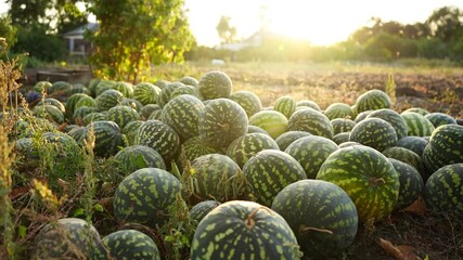 Poster - A pile of watermelons in the field at sunset