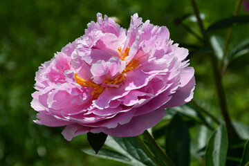 Wall Mural - beautiful pink blooming peony in the garden. flower with beautiful petals close-up.