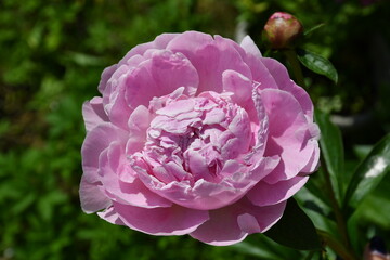 Wall Mural - beautiful pink blooming peony in the garden. flower with beautiful petals close-up.