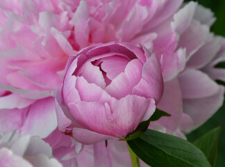 Wall Mural - a round pink peony bud blooms on a blurry background of peony flower petals.