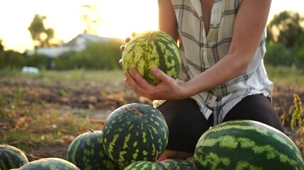 Poster - Farmer sorts watermelon on the field. 