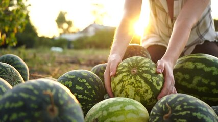 Poster - Farmer sorts watermelon on the field. 