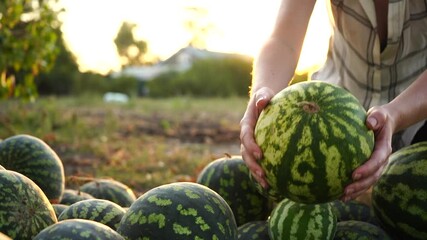 Poster - Farmer sorts watermelon on the field. 