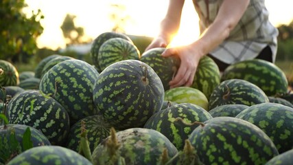 Poster - Farmer sorts watermelon on the field. 