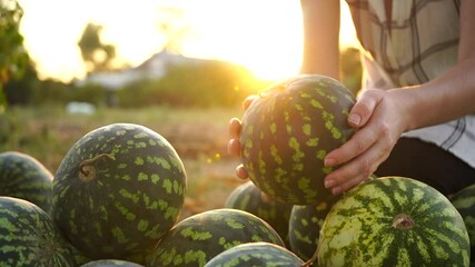 Poster - Farmer sorts watermelon on the field. 