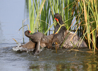 A close-up shot of a fight between two moorhen males in the water. Dynamic and unusual images