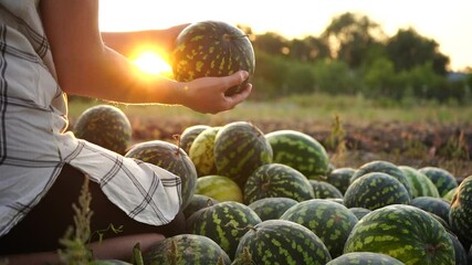 Poster - Farmer sorts watermelon on the field. 