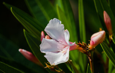 Wall Mural - Oleander Rosenlorbeer Blüte weiß und pink