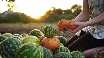 Poster - Farmer sorts watermelons and pumpkins on the field. 
