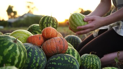 Poster - Farmer sorts watermelons and pumpkins on the field. 
