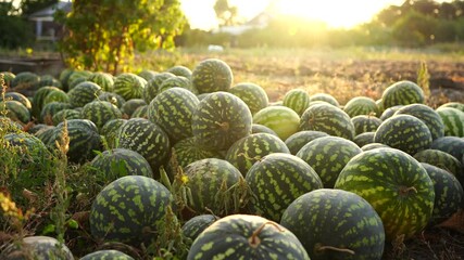 Poster - A pile of watermelons in the field at sunset