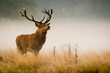 Watching red deer stag in the mist - Cervus elaphus