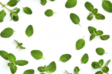 Wall Mural - Fresh zaatar, oregano leaves composition on white  background. Top view with copy space