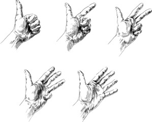 Hand sketch of a hand counting from one to five. Vector illustration