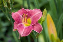 Pink And White Bright Daylily In Michigan Summer Garden