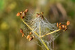 Altweibersommer, spinnennetz mit Tautropfen am Herbstmogen, herbstliche Stimmung im Garten, das Jahr geht zu Ende